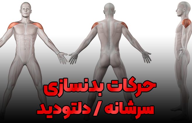 انواع تمرین سرشانه در بدنسازی