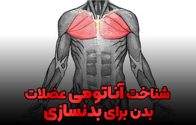 آناتومی عضلات بدنسازی