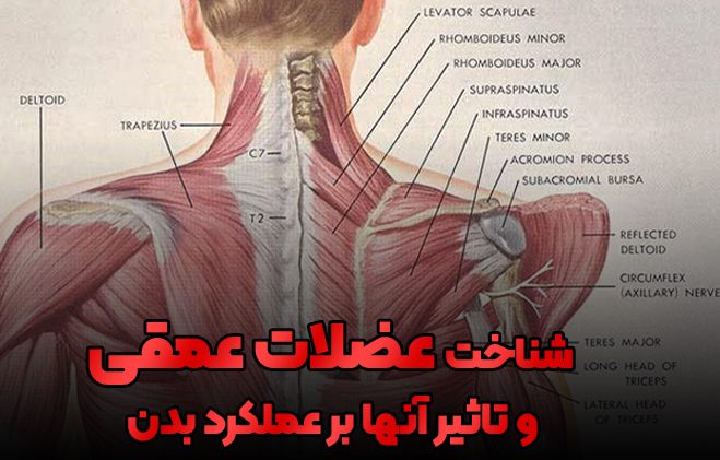 عضلات عمقی کمر