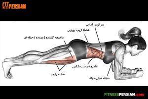 آموزش حرکت پلانک (2)