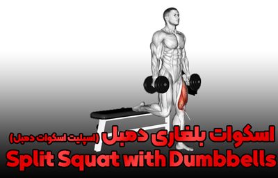 split squat db (1)