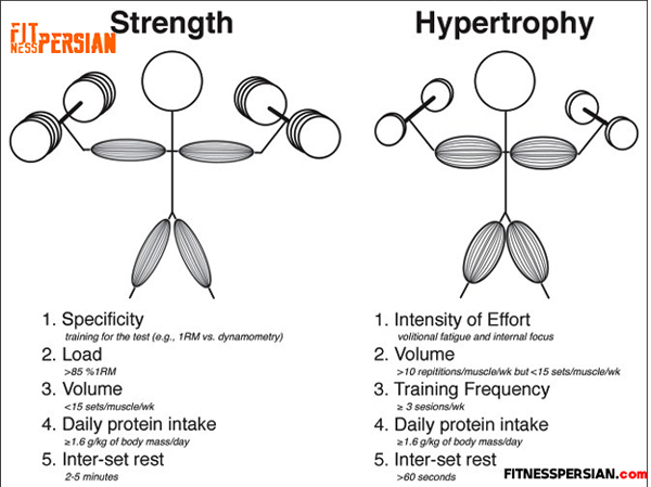 تفاوت تمرینات قدرتی حجمی بدنسازی 4