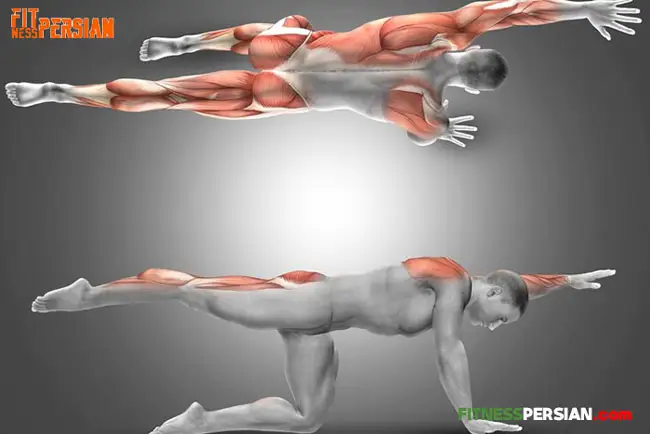 حرکات چند مفصلی و تک مفصلی